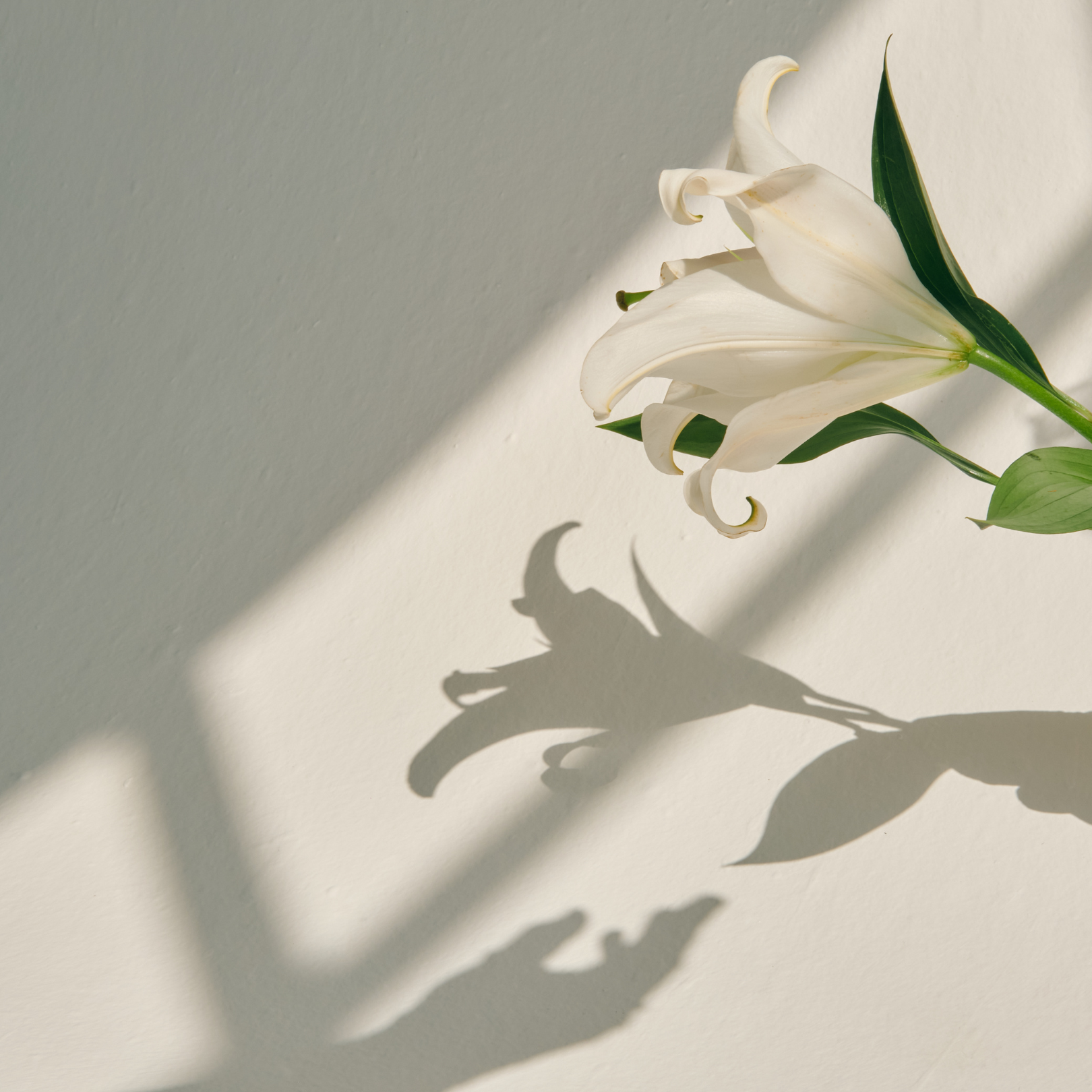 Untitled design - 2025-01-02T192749.698